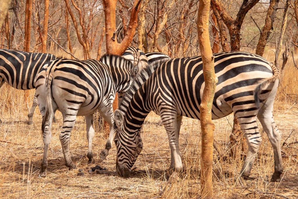 viajar a senegal