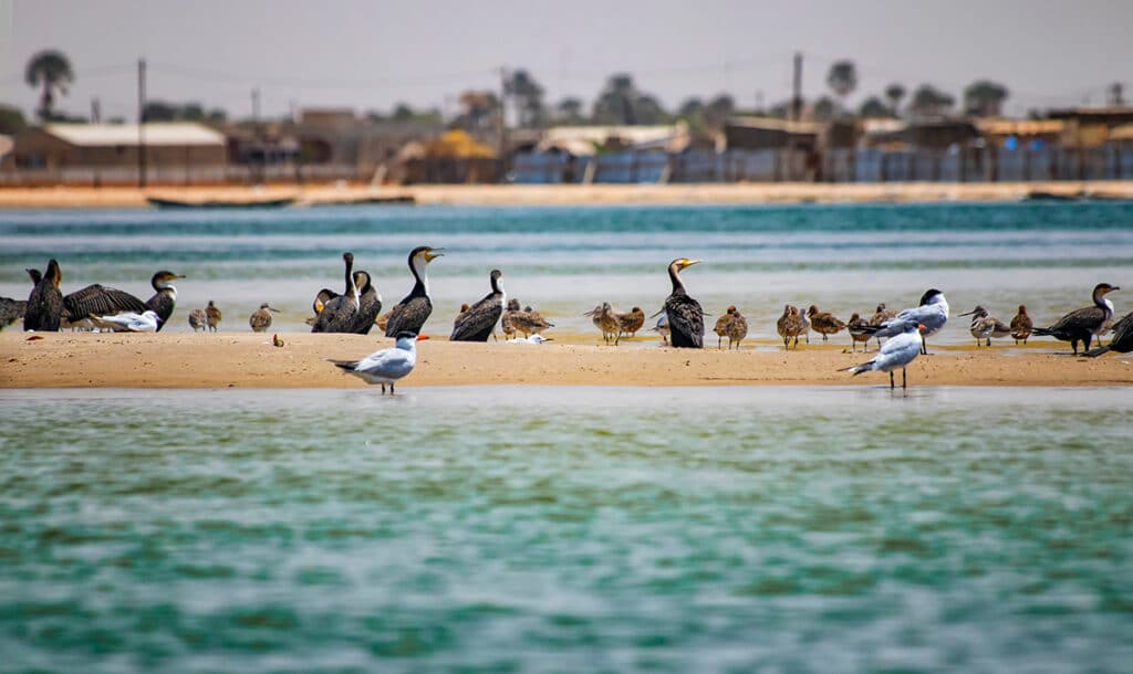 viajar a senegal