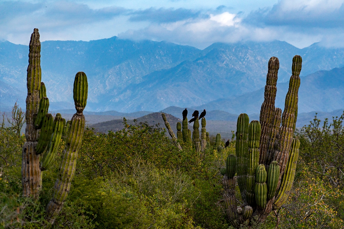 baja california