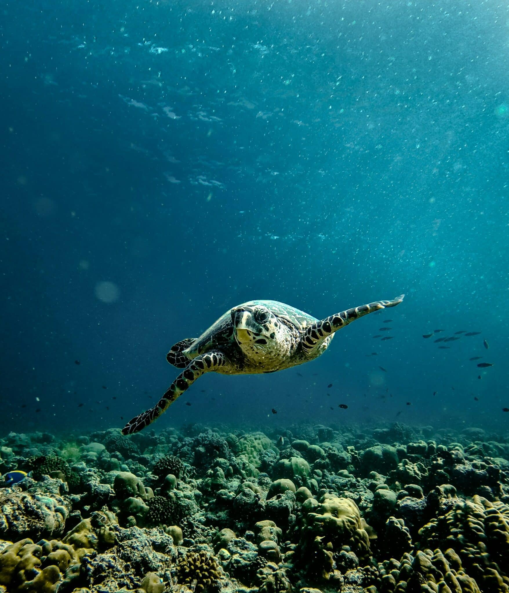 joyas ocultas del snorkel