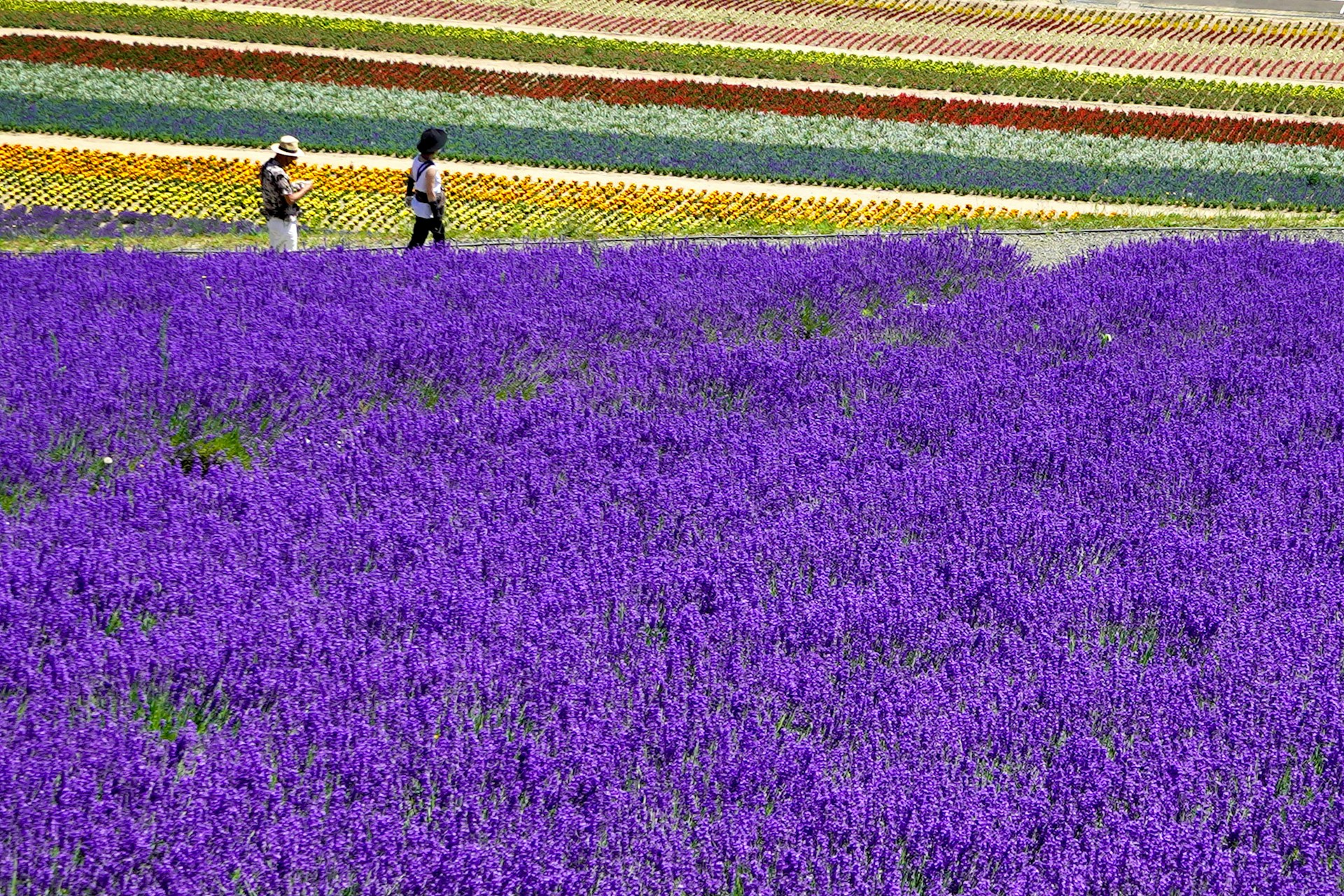 destinos florales