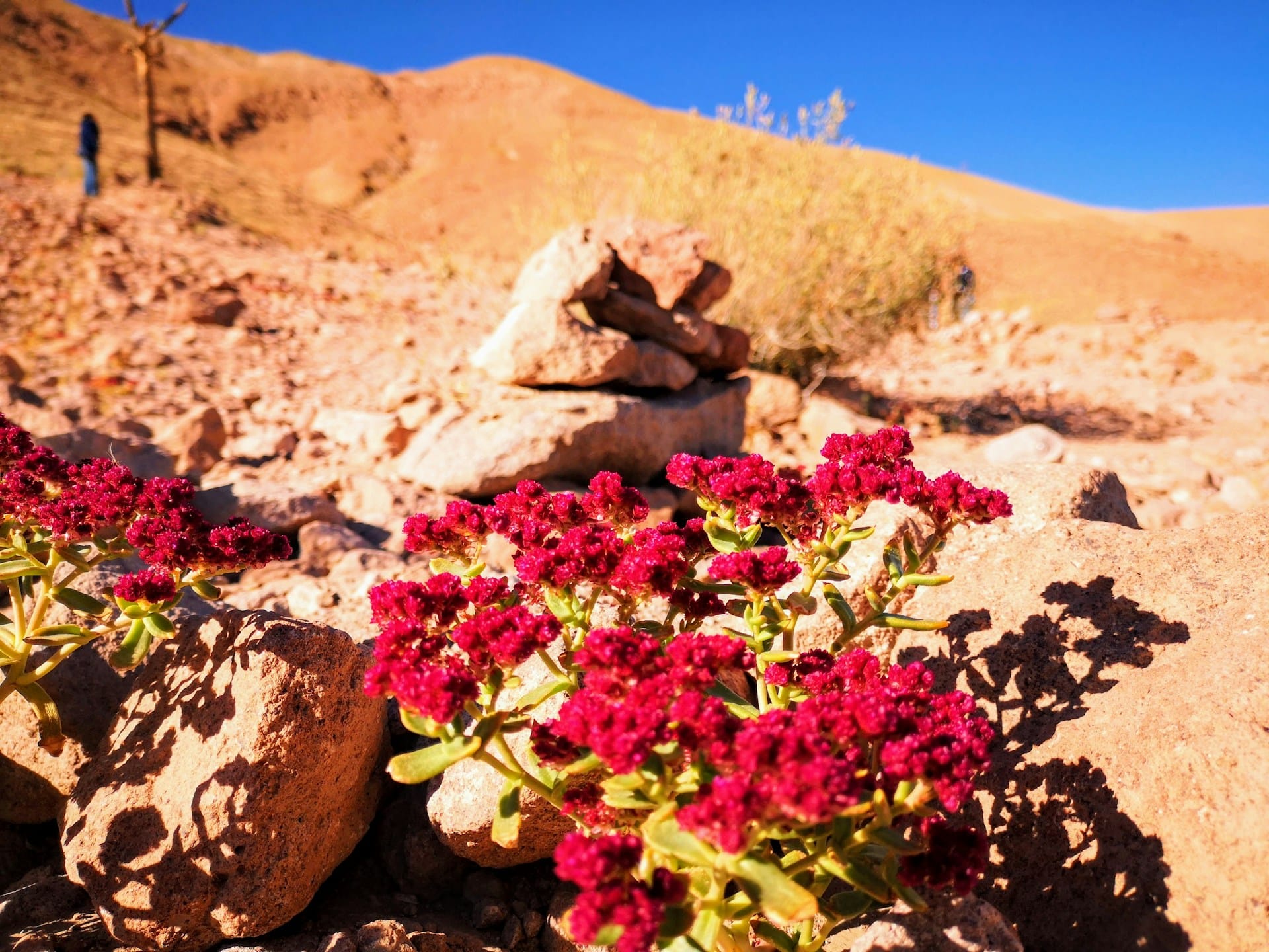 destinos florales
