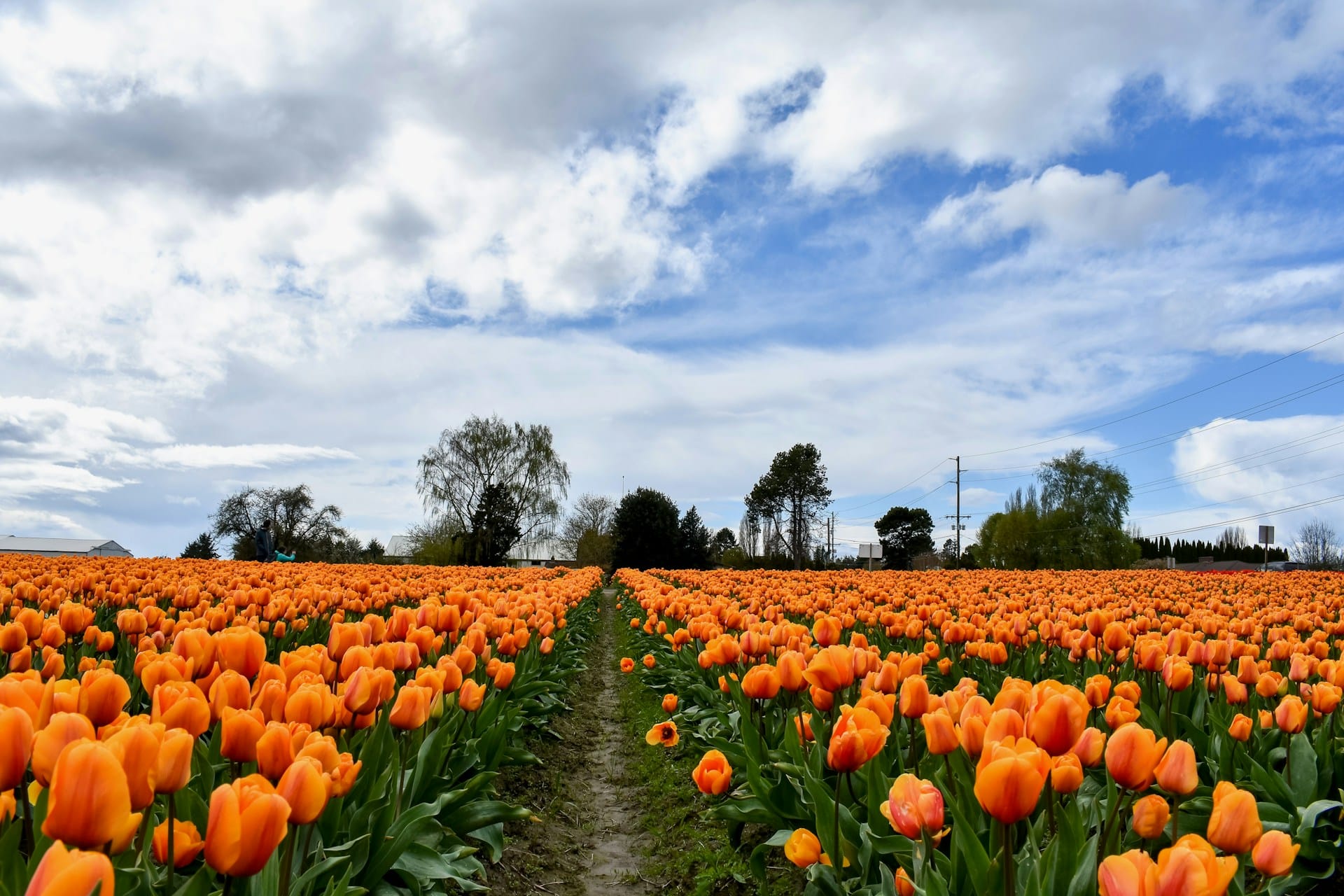 destinos florales