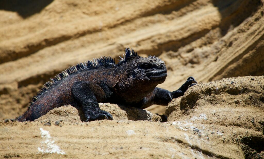 crucero por las galápagos